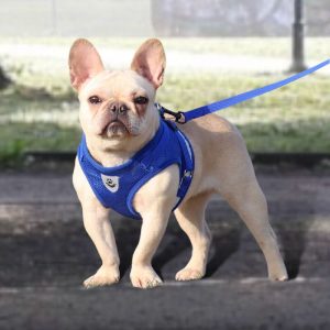 Lavada e higienización de pechera de mascotas